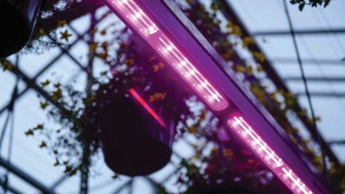 Why Greenhouse Growers Have Been Slow to Shift to LEDs