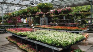 Flowers Rank High in Projected Mother’s Day Gift Purchases