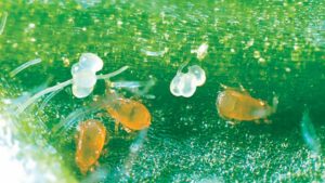 Are Beneficial Bugs the Key to Beat Greenhouse Pests?