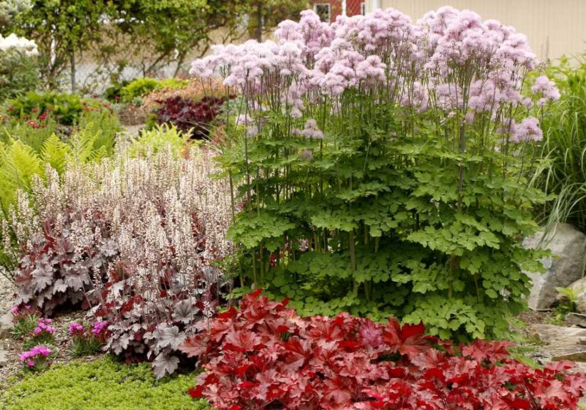 Thalictrum 'Nimbus Pink' (Terra Nova Nurseries)
