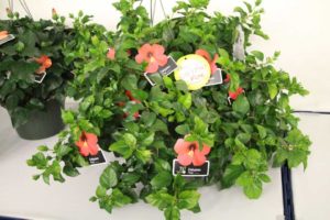 Tradewinds Hibiscus ‘Calypso Fire’ (Aris Horticulture/Keepsake Plants)