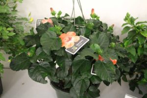Tradewinds Hibiscus ‘Mandarin Wind’ (Aris Horticulture/Keepsake Plants)