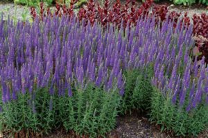 Veronica 'Venture Blue' (Terra Nova Nurseries)