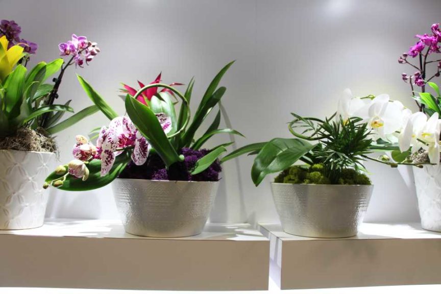 Westerlay Orchids Phalaenopsis Container Arrangements