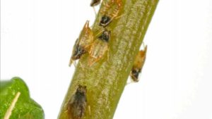 Rare Plant Pest Raises its Ugly Head in Florida