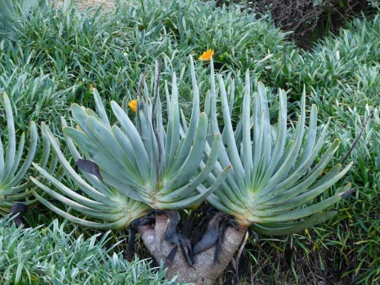 Aloe plicatilis (Rancho Tissue Technologies)