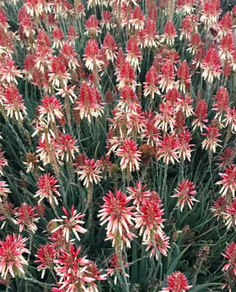 Aloe ‘Safari Sunrise’ (Southern Living Plant Collection/Sunset Western Garden Collection)