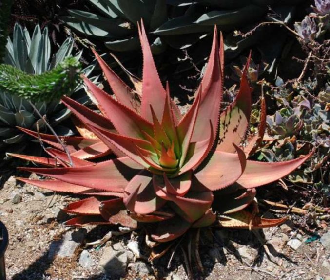 Aloe ukambensis (Rancho Tissue Technologies)