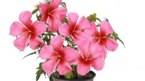 Growing Tips for Summer Spice Hardy Hibiscus