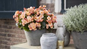 New Petunias and Begonias Set to Debut at CAST 2019