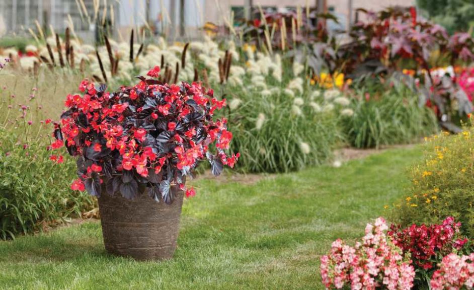 Viking and Viking XL Begonias (Sakata Ornamentals)