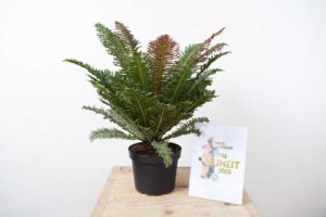 Green House Plant Category Winner: Blechnum brasiliense ‘Copper Crisp’ (Cultivaris)