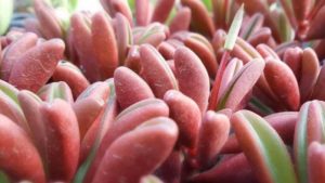 Top 100 Ornamental Grower Earns New Sustainability Certification