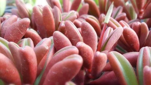 Top 100 Ornamental Grower Earns New Sustainability Certification