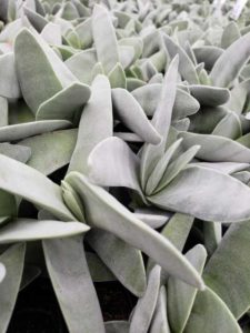 9. Jade Plant (233,151 posts)