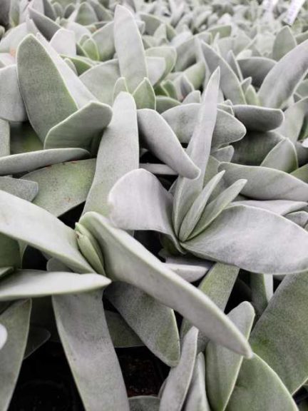 9. Jade Plant (233,151 posts)