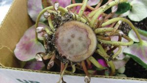 How to Diagnose and Defend Against Fusarium Wilt in Cyclamen