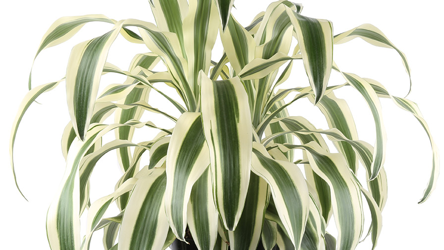 fake hanging succulent plants Allstate Floral Soft String of Green Pearls Spray, 13 in main image 0