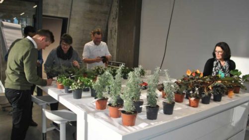 Dümmen Orange Tests Effects of Light Conditions on Plant Fragrance