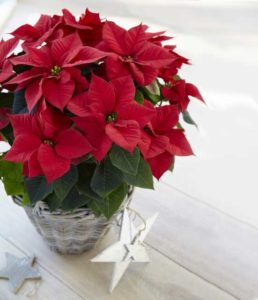 Euphorbia ‘Astro Red’ (Beekenkamp)