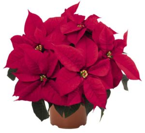 Euphorbia ‘Atla’ (Dümmen Orange)