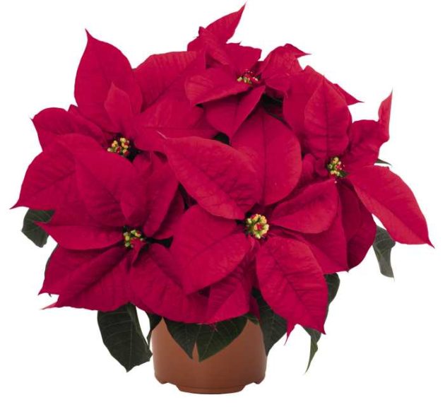 Euphorbia ‘Atla’ (Dümmen Orange)