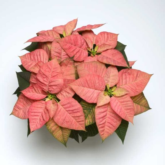 Euphorbia ‘Christmas Beauty Queen 19’ (Selecta)