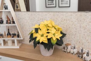 Euphorbia ‘Golden Glo’ (Dümmen Orange)