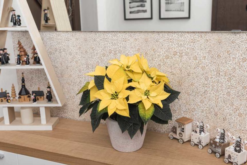 Euphorbia ‘Golden Glo’ (Dümmen Orange)