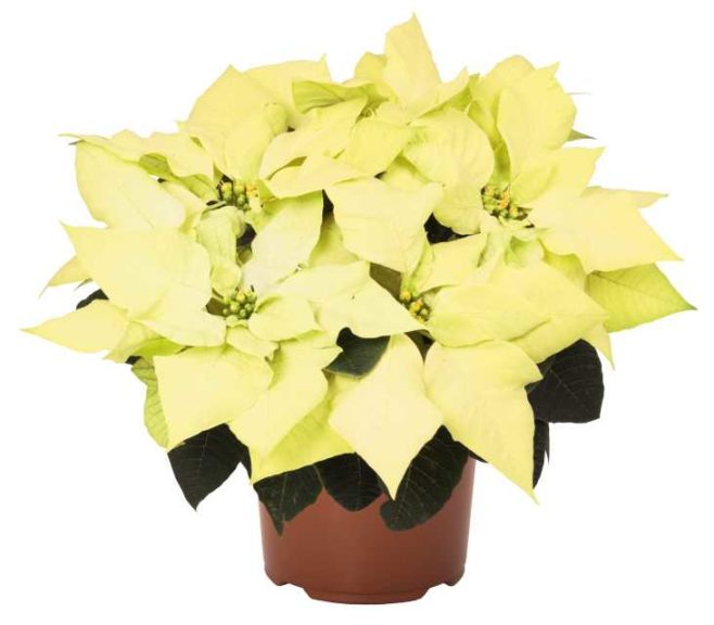 Euphorbia ‘Green Envy 2019’ (Dümmen Orange)