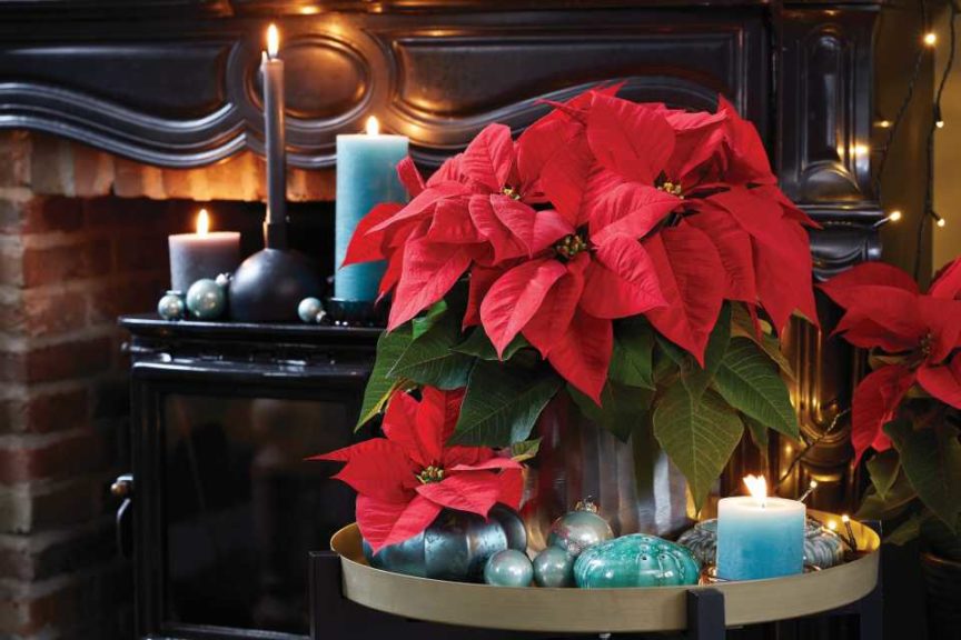 Euphorbia ‘Leona Red’ (Beekenkamp)