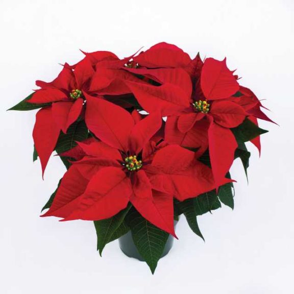 Euphorbia ‘Lyra Red’ (Syngenta Flowers)