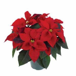 Euphorbia ‘Mirage Red’ (Syngenta Flowers)