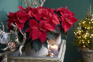 Euphorbia ‘Robyn Red’ (Beekenkamp)