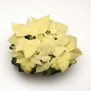 Euphorbia ‘Snowy White’ (Selecta)