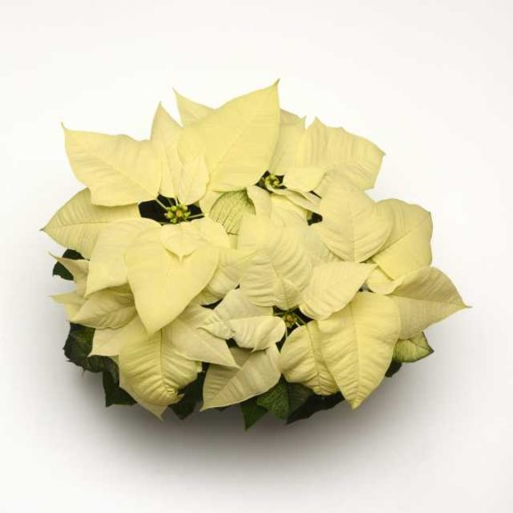 Euphorbia ‘Snowy White’ (Selecta)