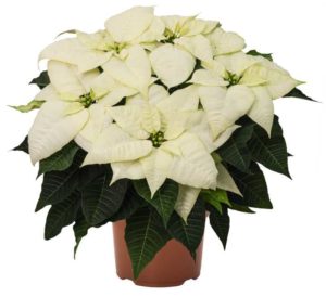 Euphorbia ‘White Wonder’ (Dümmen Orange)
