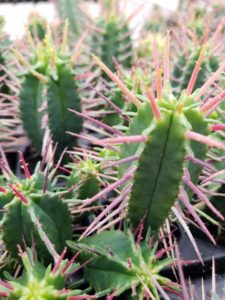 Euphorbia ferox (D.S. Cole Growers)