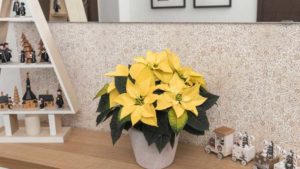 11 New Poinsettias for the Holiday Market