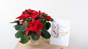 Eight Award-Winning Varieties From IPM Essen