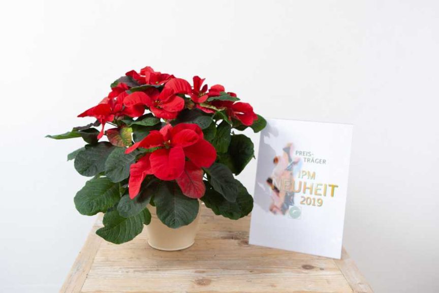 Flowering House Plant Category Winner: Euphorbia pulcherrima ‘Christmas Mouse’ (Selecta Klemm)