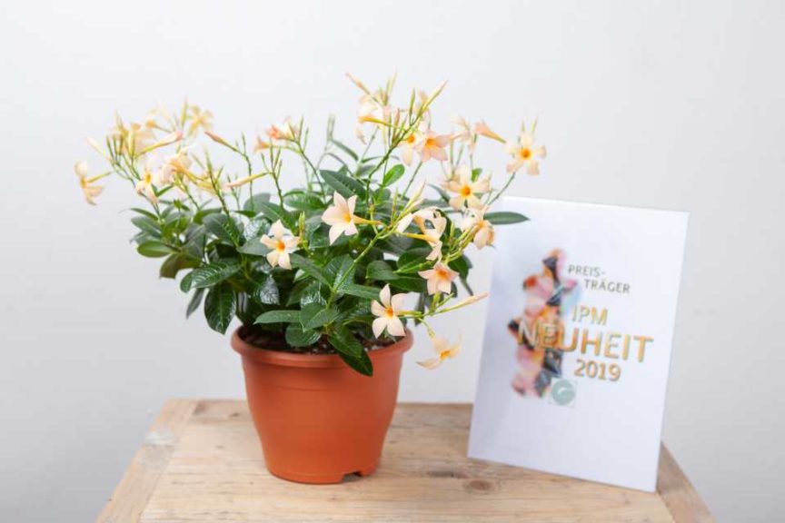 Special Prize Winner: Mandevilla Sundaville ‘MiMi Yello’ (MNP Flowers)