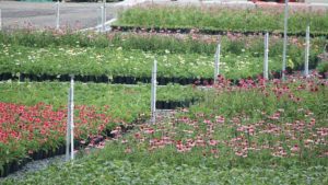 Effective Integrated Pest Management for Your Plants in 3 Easy Steps