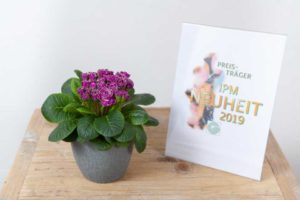 Spring Bloomer Category Winner: Primula Belarina ‘Candy Frost’ (Kientzler)