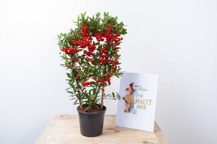 Woody Plants Category Winner: Pyracantha coccinea ‘Red Star’ (Plantipp BV)