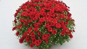 Find Top Garden Mum Varieties by Color