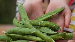 Scotts Miracle-Gro Aims to Connect Children to Gardens and Greenspaces