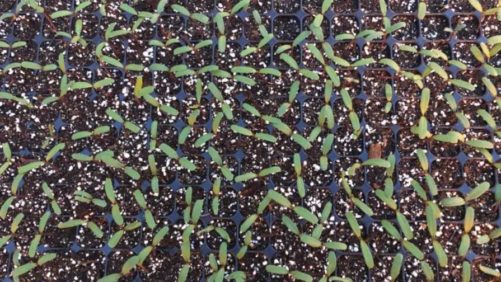 How to Gain Even Seed Germination in Plug Trays