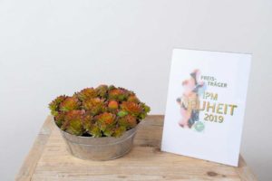 Perennials Category Winner: Sempervivum Chick Charms ‘Gold Nugget’ (Plantipp BV)