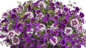 Proven Winners Aims to Inspire Consumers at Home and Garden Shows